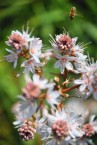 Springtime wildflowers on Kythera 