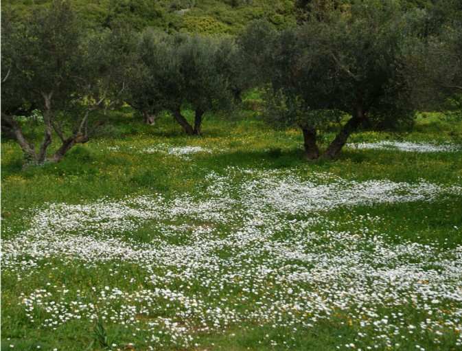 Spring flowers under the olives 