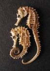 Seahorse 