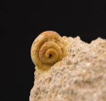 Gastropod Core in Rock 