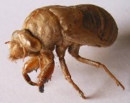 Cicada Nymph Skin 