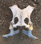 Cow Hip-bone 