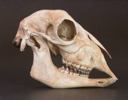 Small goat skull 