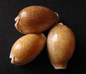 Three Cowries 