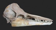 Large Dolphin Skull 