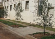 Established olive trees adjoining the northern wall of the Roxy 'complex' Bingara 