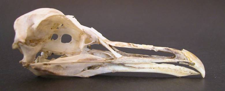 Seagull skeleton top