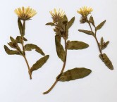 Calendula 