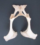 Donkey Hip-bone 