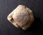 Brachiopod 