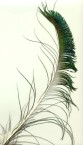 Peacock Feather 