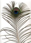 Peacock Tail Feather 