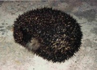 Hedgehog. Kythera. 1994. 