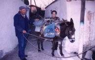 The donkey man III 