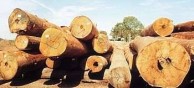 Above: Blackbutt logs in the J. Notaras & Sons yard at South Grafton. 