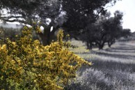 Thorns in full blossom with olive trees 