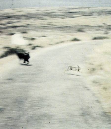 Hunting dog chasing a hare. 