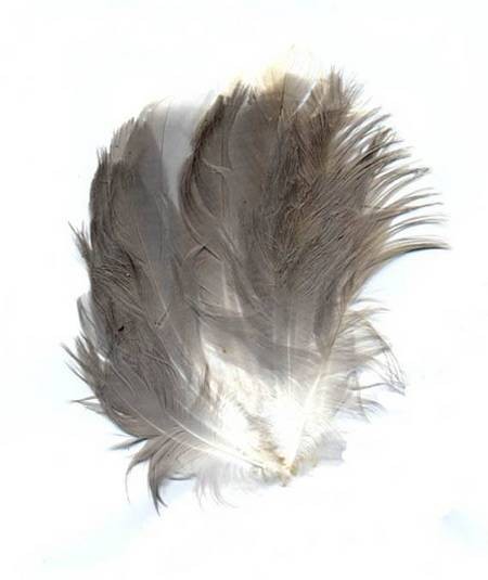 Wing Feathers