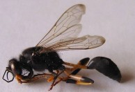 Mud Wasp 