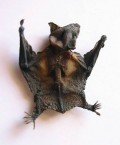 Baby Bat 