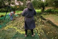 Andreas and his mother (from Mitata) pick olives from their grove in Paleopoli 