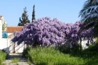 Wisteria Vine - April 