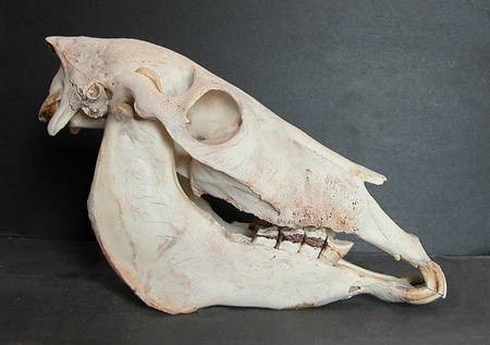 mammals-donkey-skull