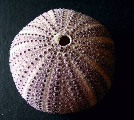 Violet Sea Urchin 