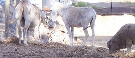 Yet again! Two donkeys and a sheep grazing on the grounds of the Manastery at Geelong. - 2 Donkeys and a sheep grazing Geelong Monastery