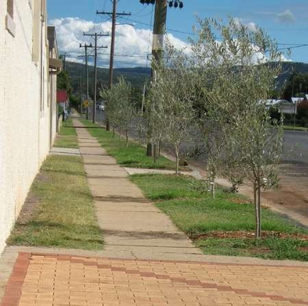 Olive Tree Memorial Garden - $500 trees looking west A