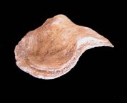 Wavy Oyster Shell 