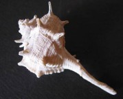 Spiny Murex, back 