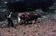 Ploughing the fields 