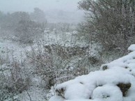 Snow in 2004 II 