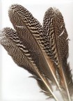 Mottled Peacock Feathers 
