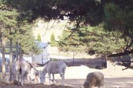 Two donkeys and a sheep grazing in the surounds of the Monastery at Geelong. 