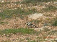 A hoopoe near Karavas 