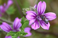 Spring flowers and honey bees 