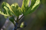 The first figs of summer 