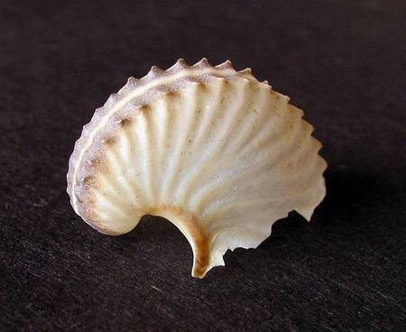 Brown Paper Nautilus 