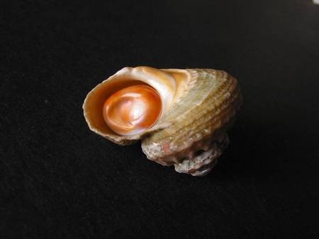 Rough Star with Operculum 