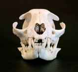 Cat Skull 