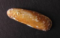 Date Mussel 