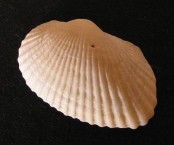 Ark Shell 