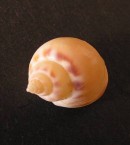 Dog Whelk 