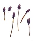 Grape Hyacinth 