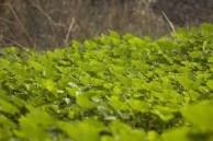 Lush Clover 