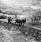 J.M. Koksma: Ploughing, Kythera 1962 