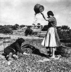 Picking olives in the 1950s 