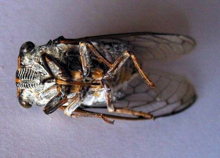 Cicada, underside 